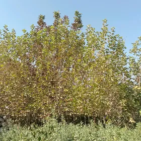 Cynar,Alma,tut,hoz,erik,cedaly