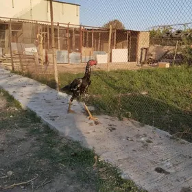 horaz