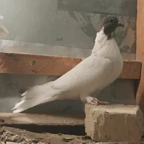 KEPDERI..