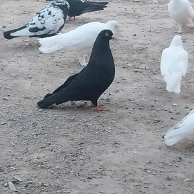 KEPDERI.