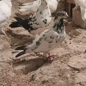 Kepderi.