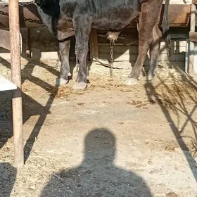 siwes ökuz