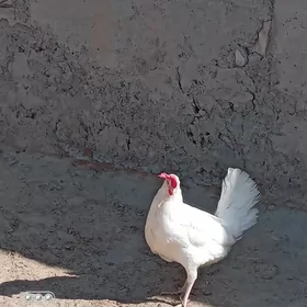 towuklar