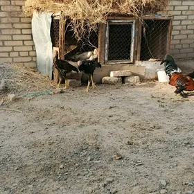 horaz