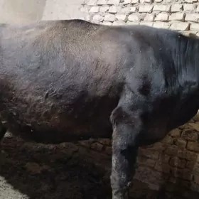 gysyr Bakyda duran sygyr