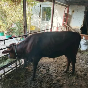 bakımda duran okiz