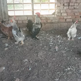 balgar towuklan yumurtgasy