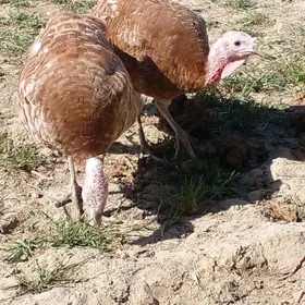 курук   индук