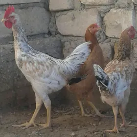 armiyan towuklar