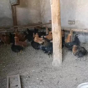 товук 4 айлык
