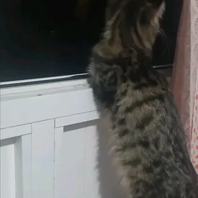мин кун порода кошка