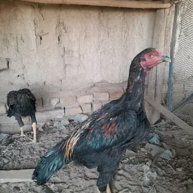 horaz