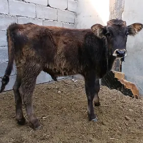 oküz