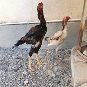 taşgent