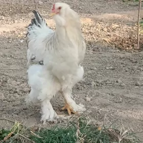 Brama dwoyka 2sany