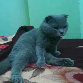 кошка