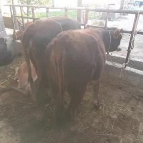 tüwe