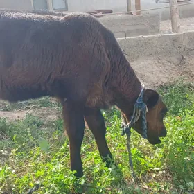 tuwe okuz ikisi bile