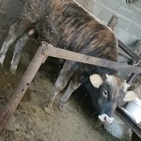õkiz