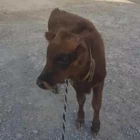 Öküzçe