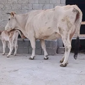 GÖLELİ SYGYR
