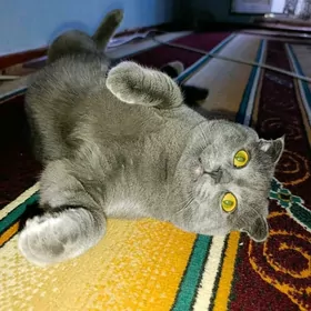 Британский вислоухи