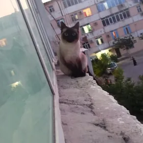 отдам котика