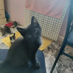 В ДОБРЫЕ РУКИ