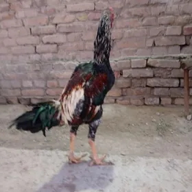 baysy horaz