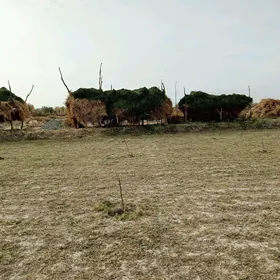 yorunja
