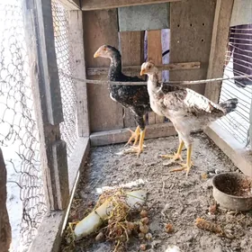 Baytso. Jujeler. Towuk