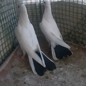 kepderi