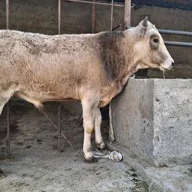 ökùz