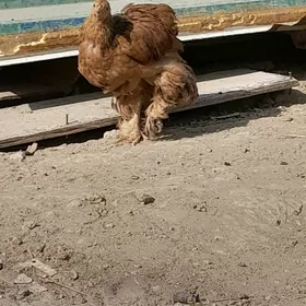brama