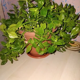 ЦВЕТЫ