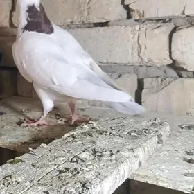 kepderi