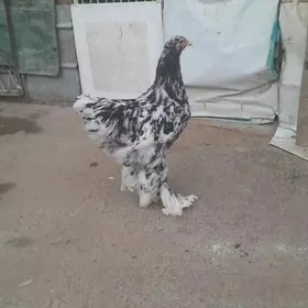 BRAMA