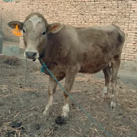 Swed bn Smental unajyn