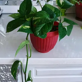 сциндапсус