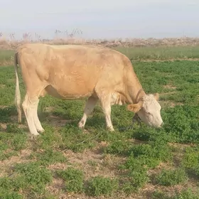 Tatar semental  bogaz