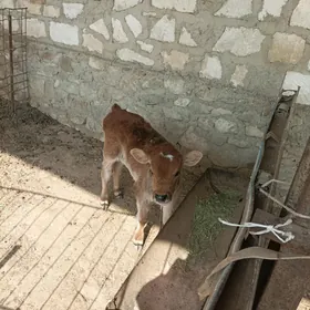 сыгыр  голели