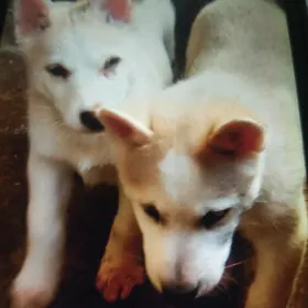 щенки Хаски