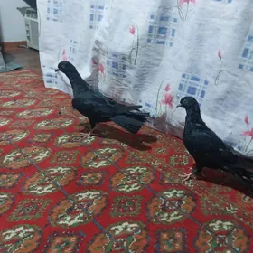 KEPDERI