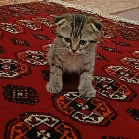 Шотланд котята, Şotland pişik