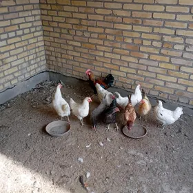 местный хораз товуклар