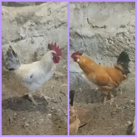 здоровые петушки
