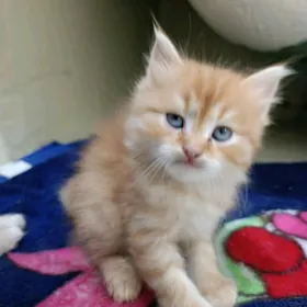 ШАТЛАНСКИЙ кошка