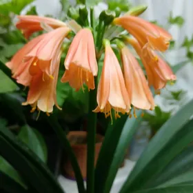 красивоцветущие домашние цветы