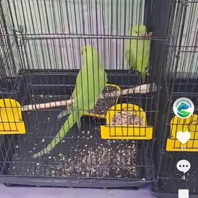 папугай papugay