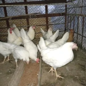 Yaasajyk legorin towuk